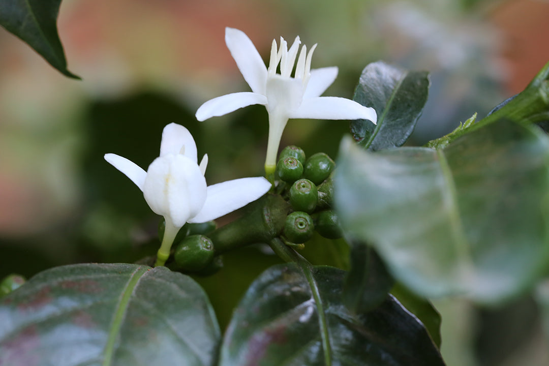 A Voyage With Many Landing Places To Your Cup.